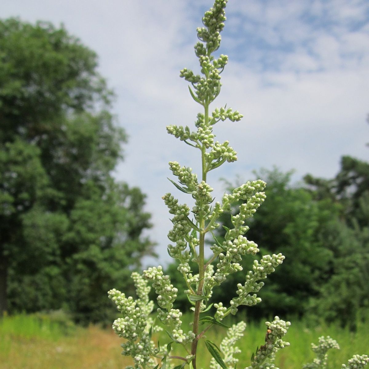 Wormwood Mugwort Tarot Seed Packet