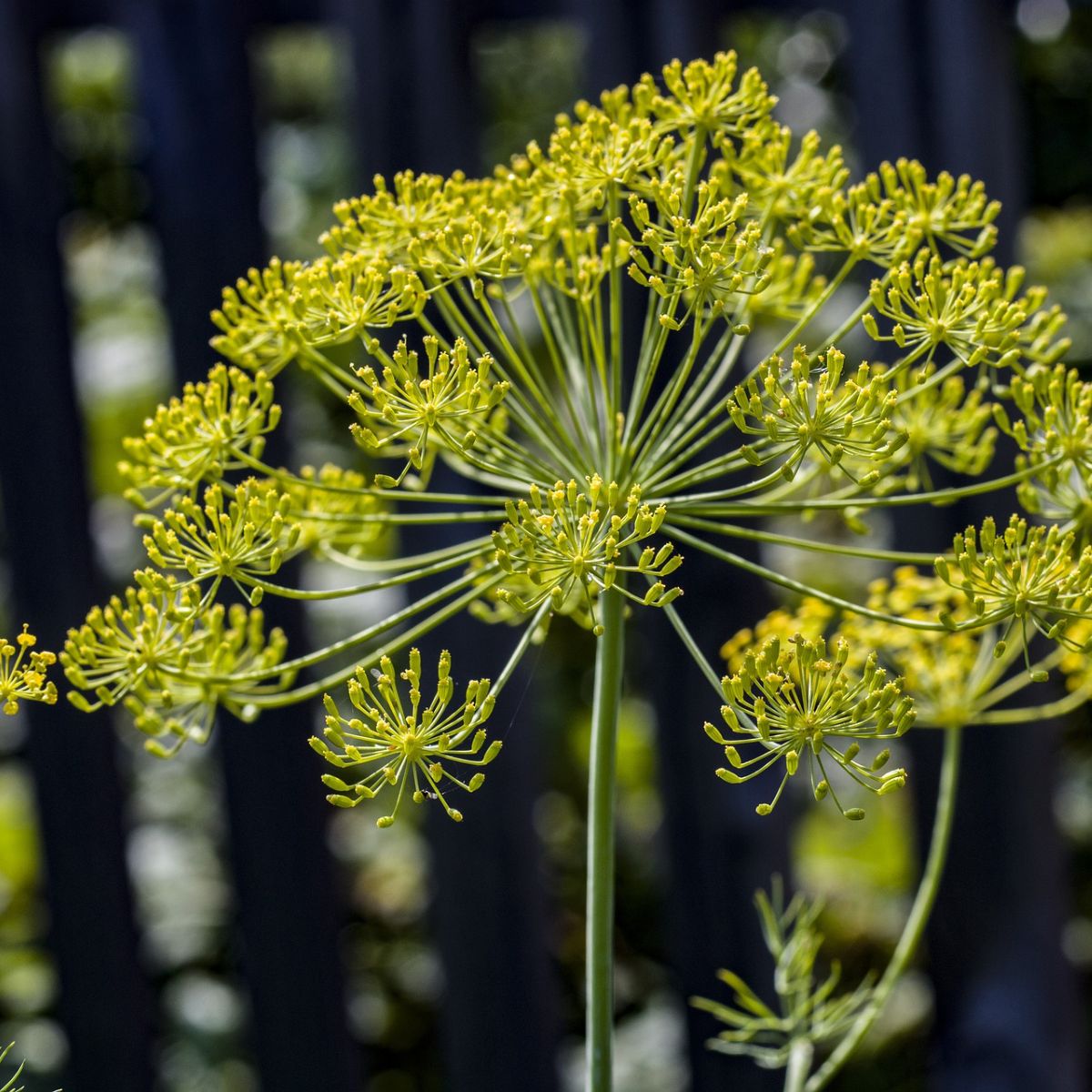 Herb Bundle Seed Collection