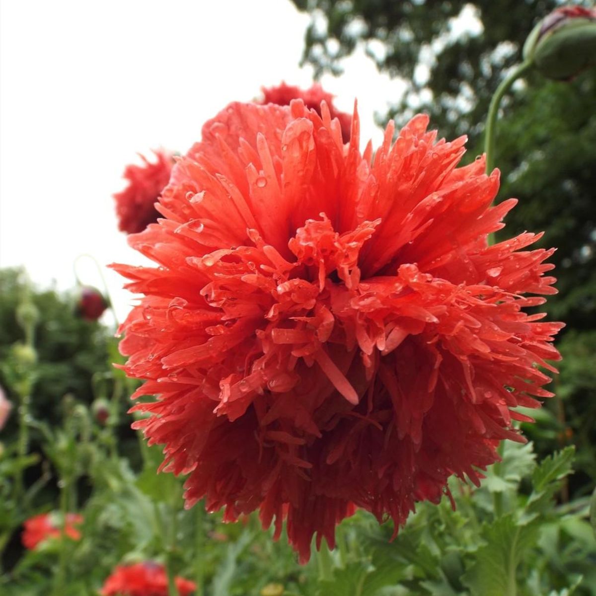 Flower Bundle Seed Collection