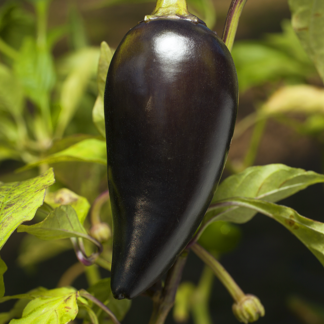 Vegetable Bundle Seed Collection