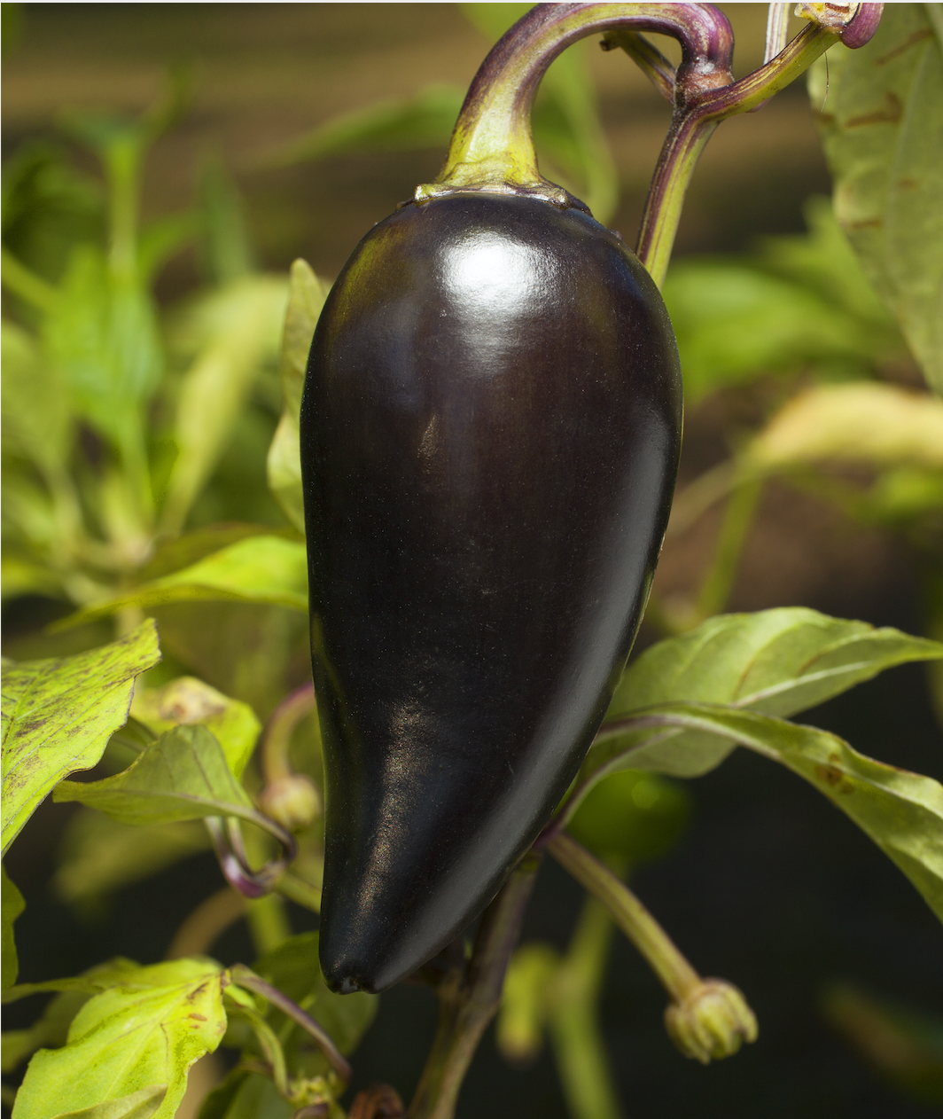 Black Hungarian Jalapeño Tarot Seed Packet