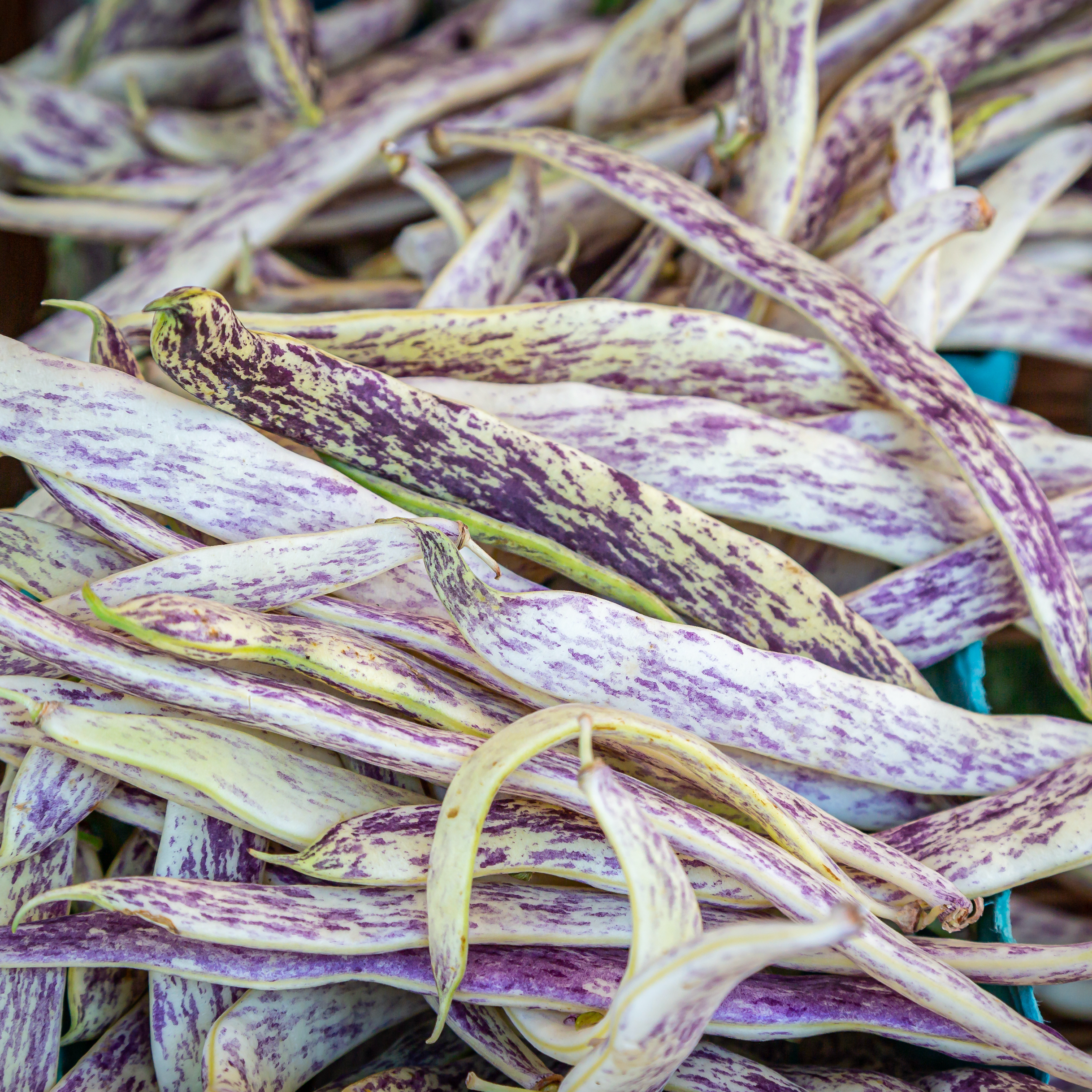 Vegetable Bundle Seed Collection