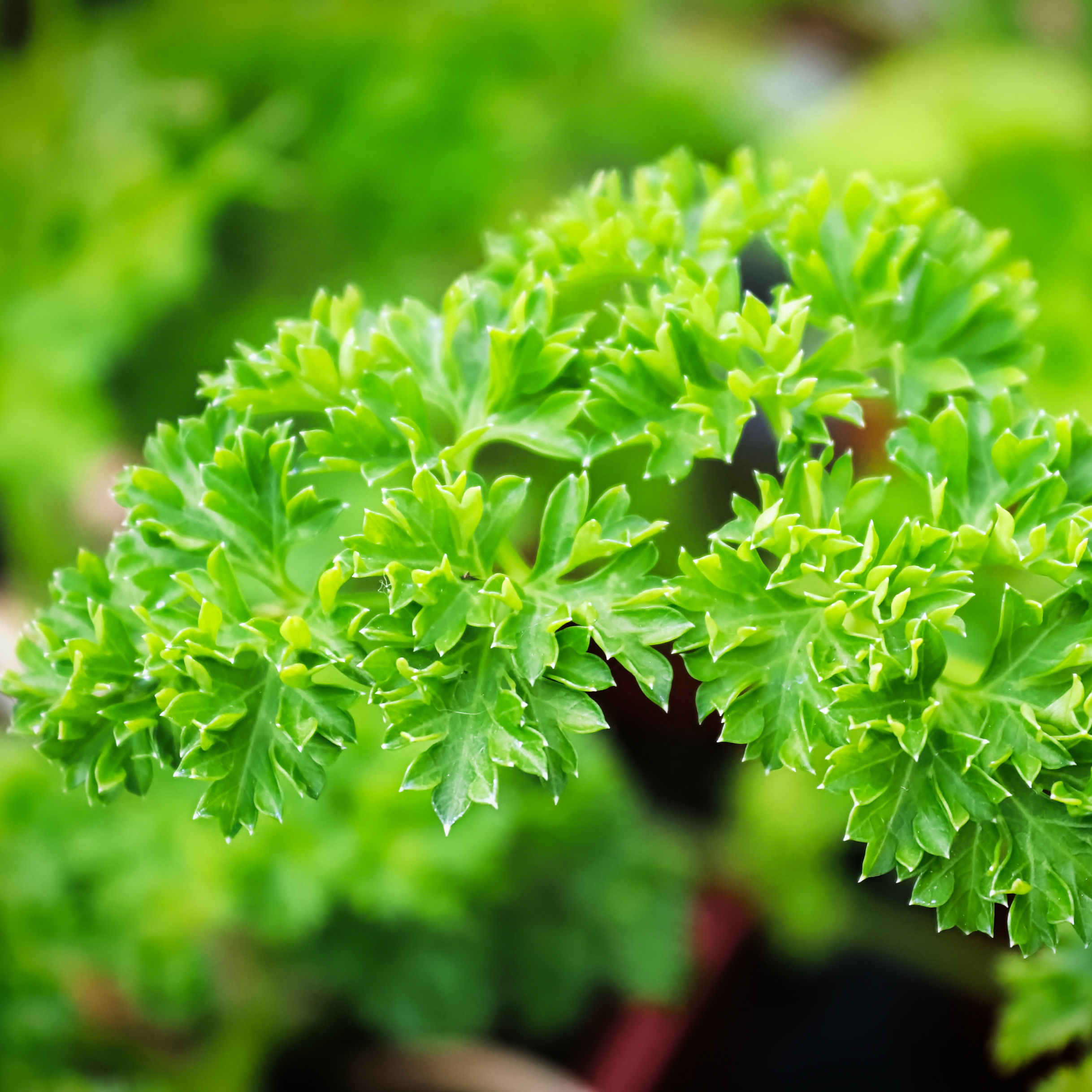 Herb Bundle Seed Collection