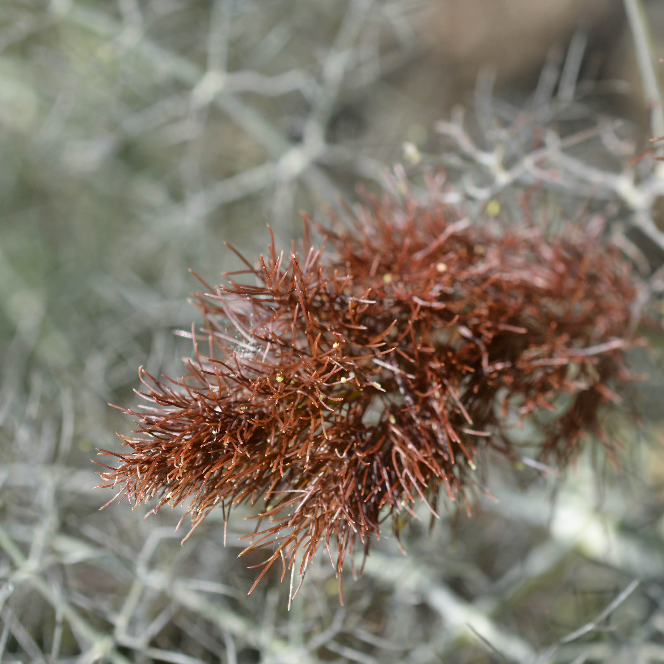 Herb Bundle Seed Collection