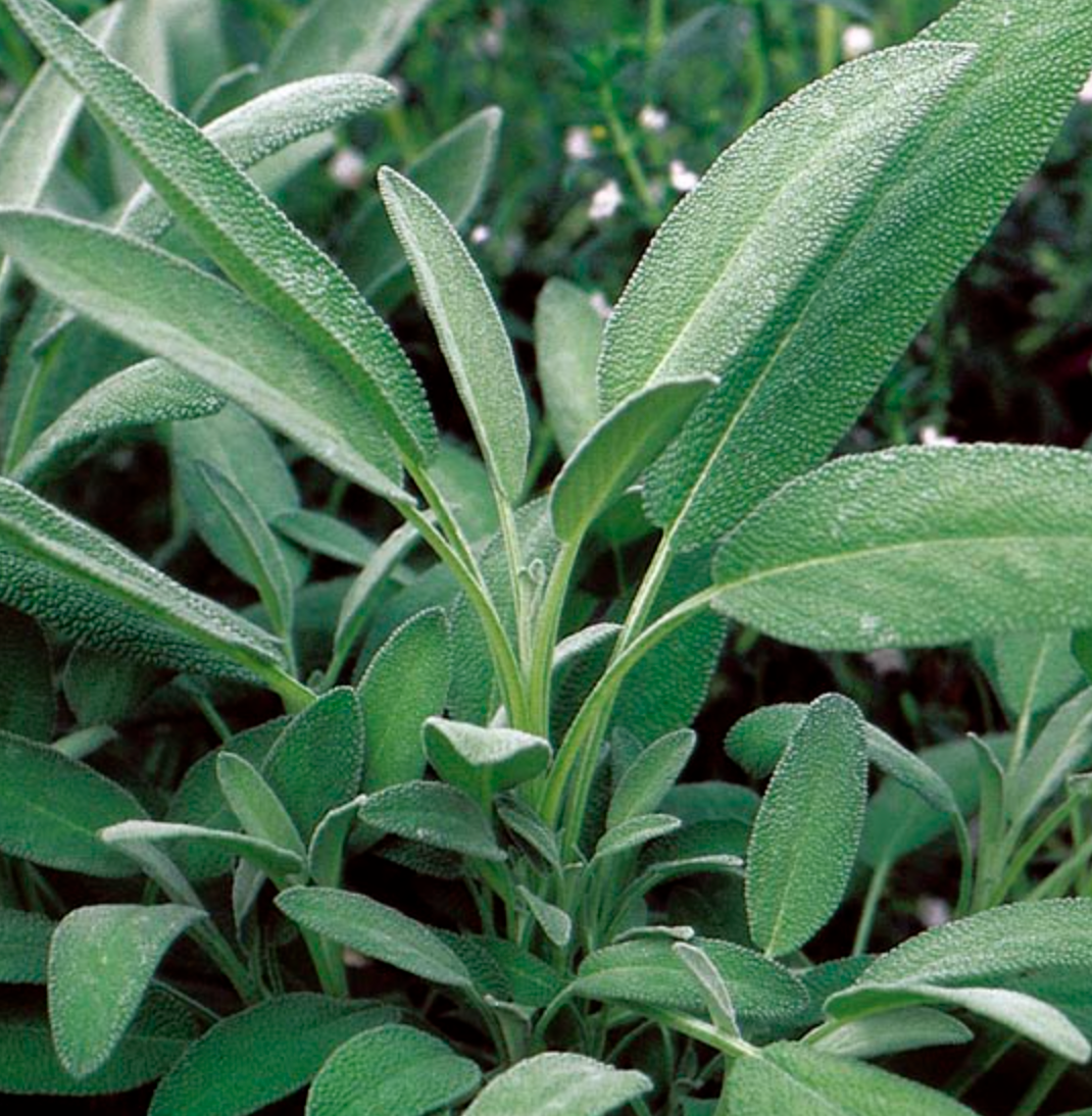 Broadleaf Sage Tarot Seed Packet