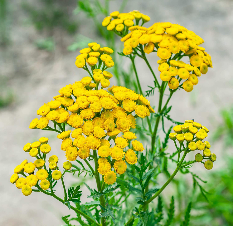 Tansy Tarot Garden + Gift Seed Packet