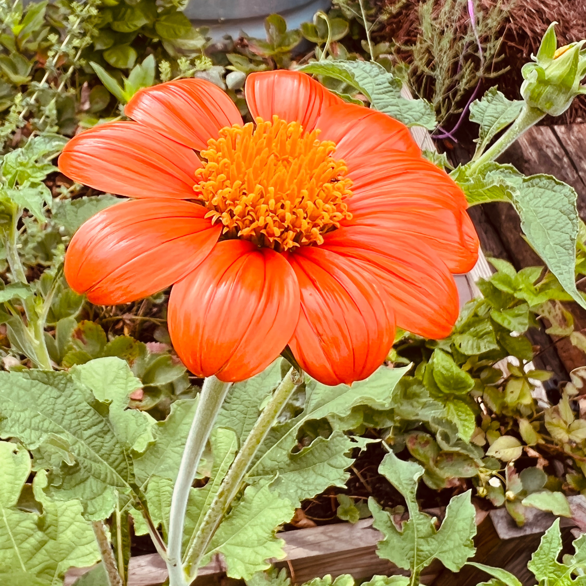 Mexican Sunflower Tarot Seed Packet