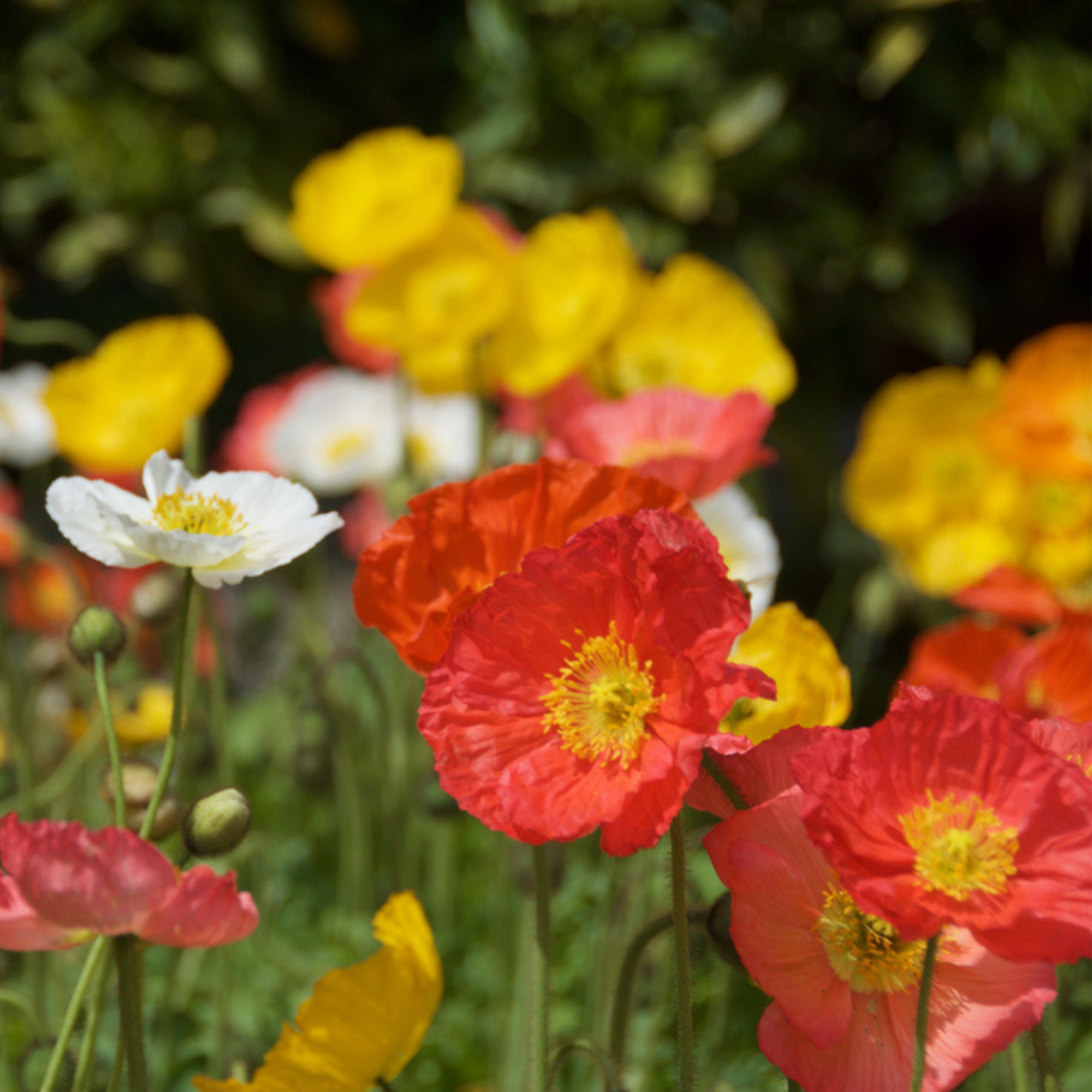 The Poppy Star Tarot Seed Packet