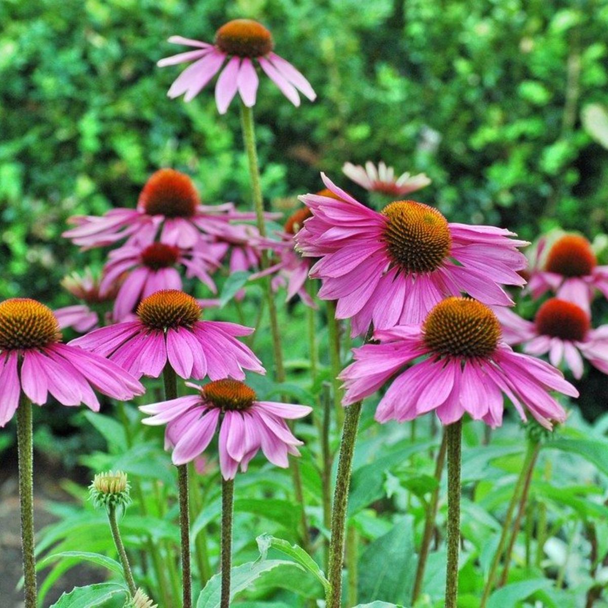 Strength in Echinacea Flower Tarot Seed Packet