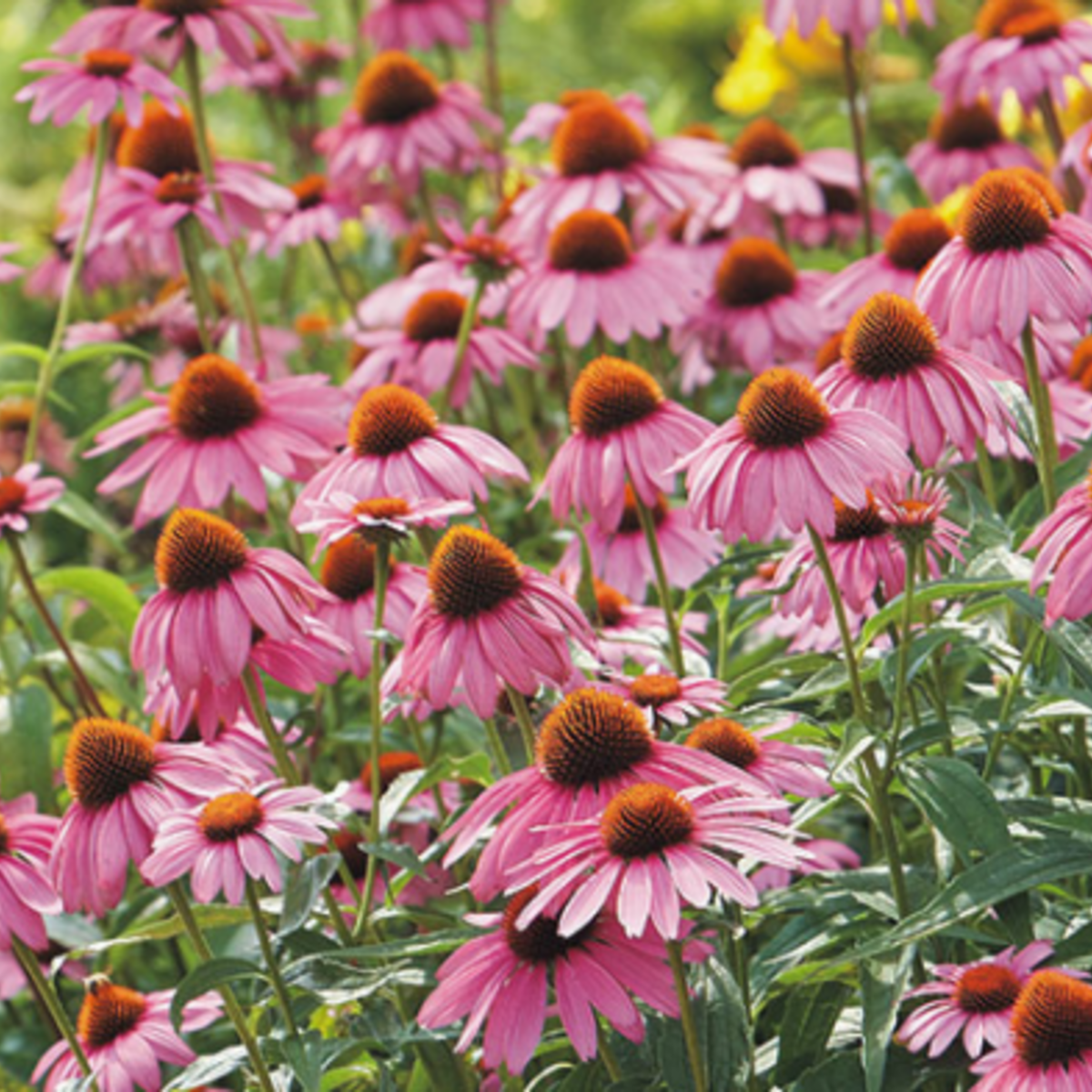 Strength in Echinacea Flower Tarot Seed Packet