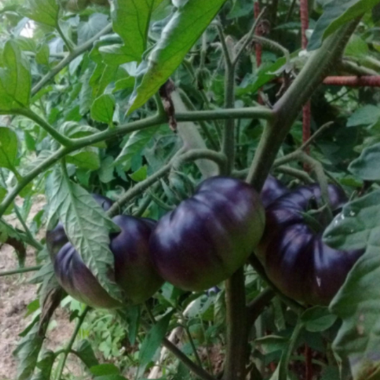 Black Beauty Tomato Tarot Seed Packet