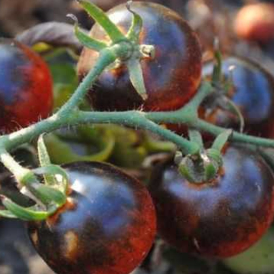 Blueberries Cherry Tomato Tarot Seed Packet