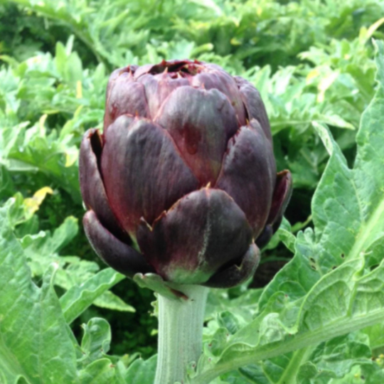 Purple Artichoke Tarot Seed Packet