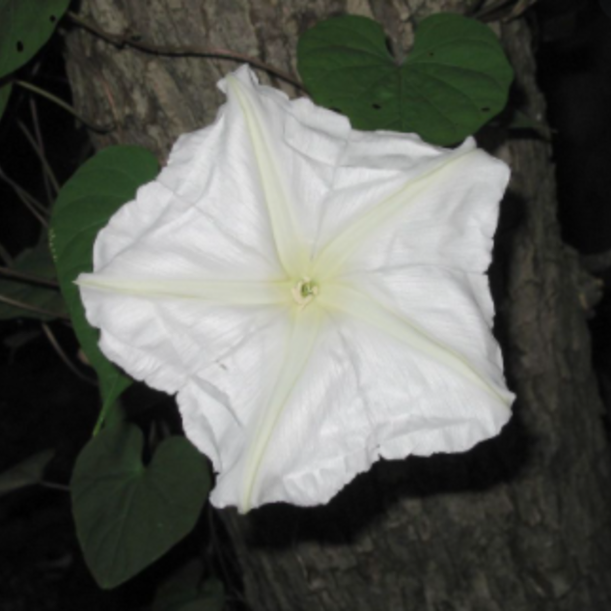Moonflower (Does not ship to AZ) Tarot Seed Packet