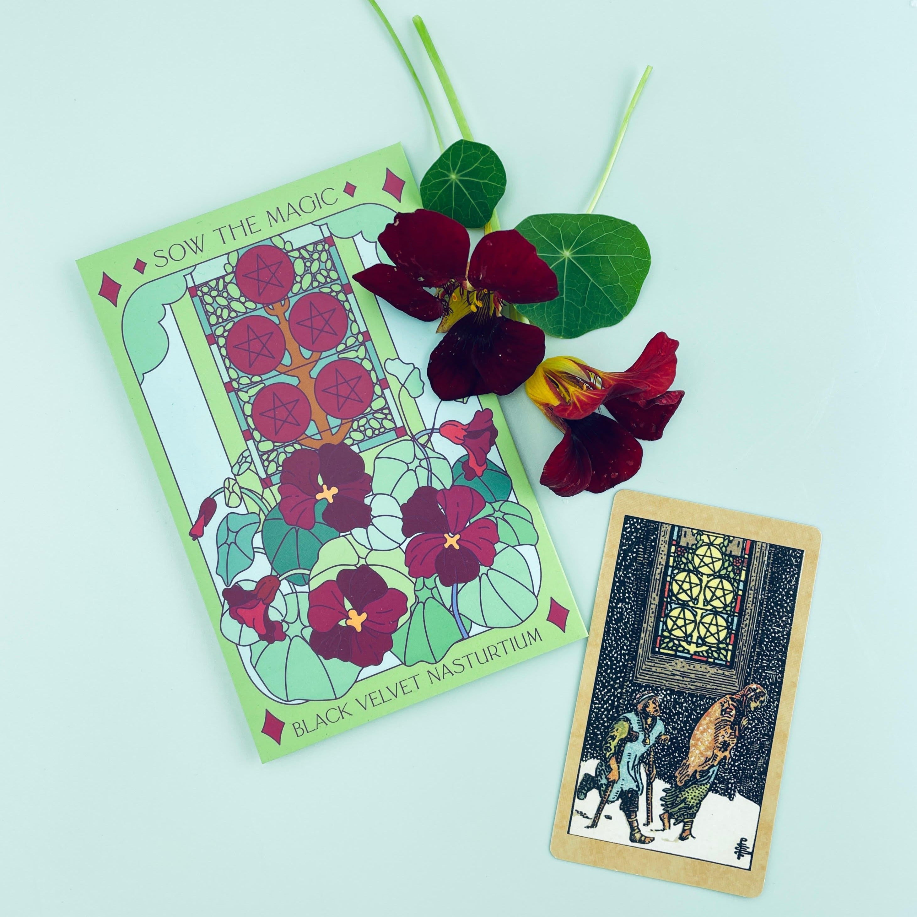 Black Velvet Nasturtium Tarot Seed Packet - Thumbnail 4