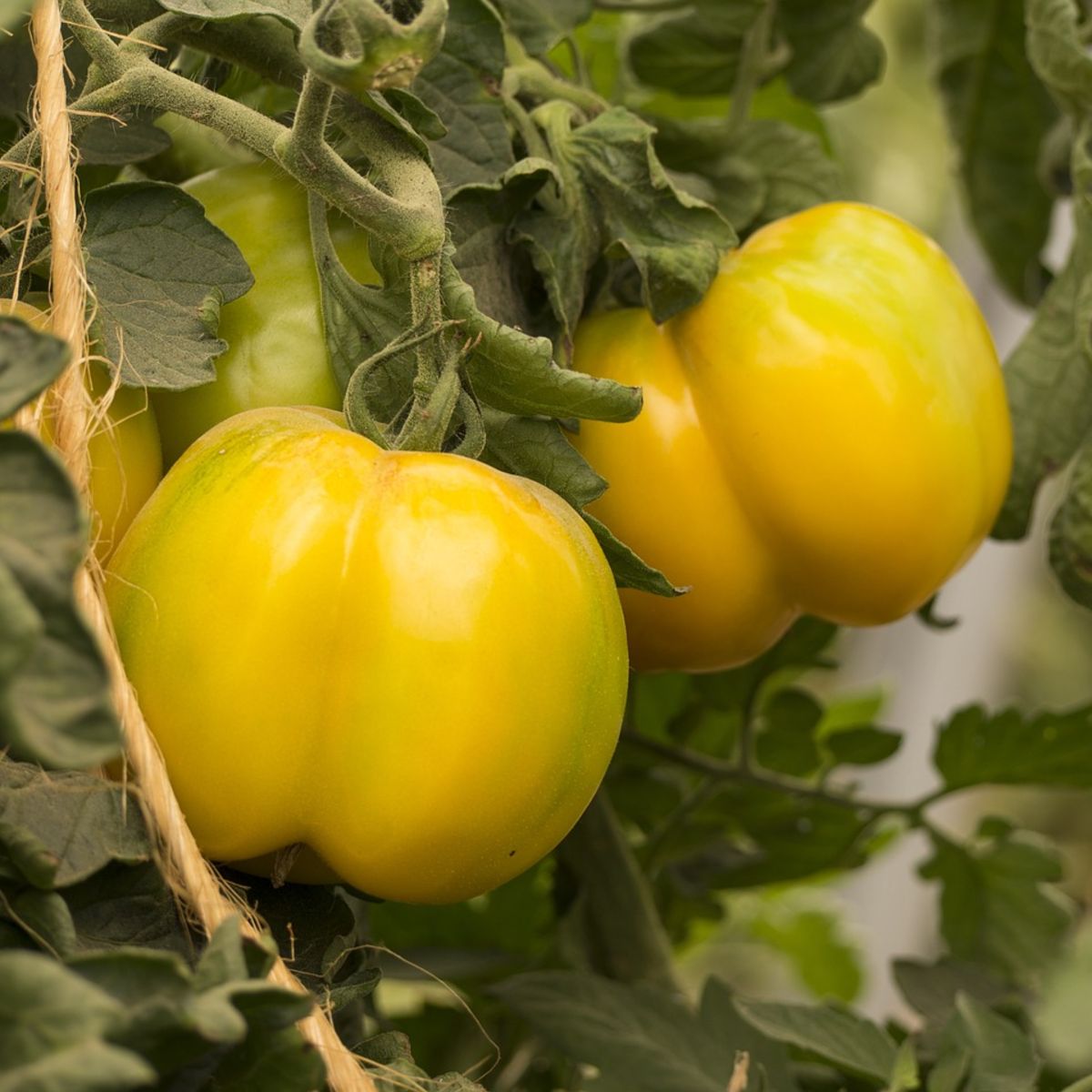 Dr. Wyche's Yellow Tomato Tarot Seed Packet